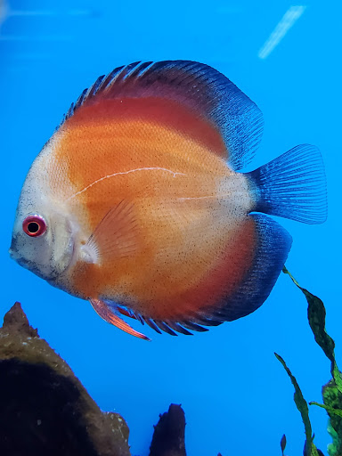 Pet Supply Store «Petco Animal Supplies», reviews and photos, 415 E University Dr, Granger, IN 46530, USA