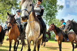 Cape Riding Horse image
