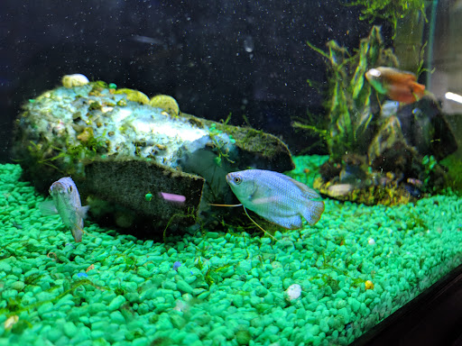 Tropical Fish Store «Something Fishy», reviews and photos, 954 S Wayne Rd, Westland, MI 48186, USA