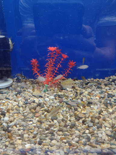 Tropical Fish Store «Aquatic Treasures/Bruces Pond Shop», reviews and photos, 20708 Gudith Rd, Brownstown Charter Twp, MI 48183, USA