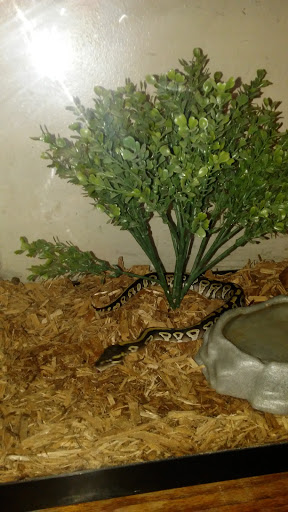 Reptile Store «Reptile Pets Direct», reviews and photos, 8088 Pat Booker Rd, Live Oak, TX 78233, USA