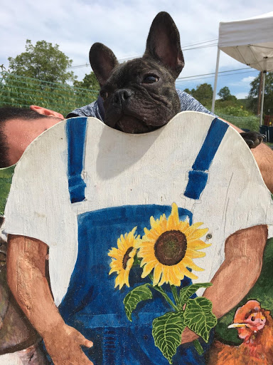 Tourist Attraction «Sussex County Sunflower Maze», reviews and photos, 101 Co Rd 645, Sandyston, NJ 07826, USA