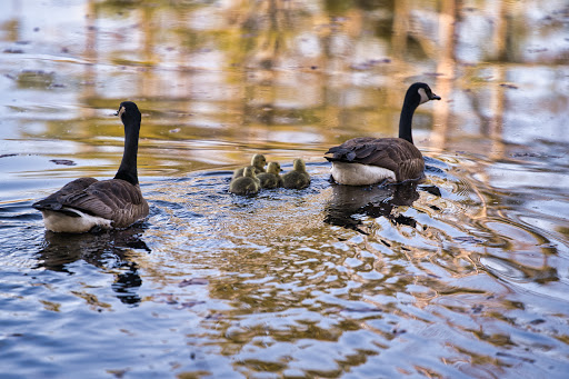 National Reserve «Assabet River National Wildlife Refuge», reviews and photos, 680 Hudson Road, Sudbury, MA 01776, USA