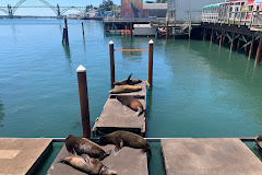Sea Lion Docks