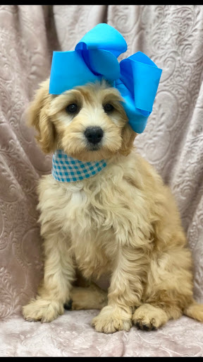 Pet Store «Happiness Is Pets Vi», reviews and photos, 616 E Roosevelt Rd, Lombard, IL 60148, USA