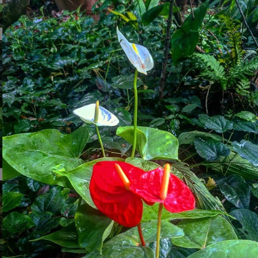 Royal Gardens (plant nursery) Garden in Kollam. A plant nursery with a wide variety of plants