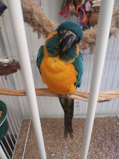 Bird Shop «Parrot & Bird Emporium Inc», reviews and photos, 360 N Westfield St, Feeding Hills, MA 01030, USA