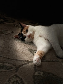 Awesome Pawz Pet Care LLC - Photo 6 - Car repair in , Sugar Land