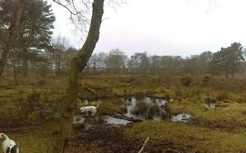 Irby Heath - National Trust image