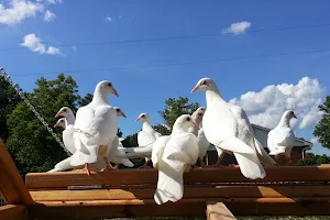 St Louis Doves Release Company image