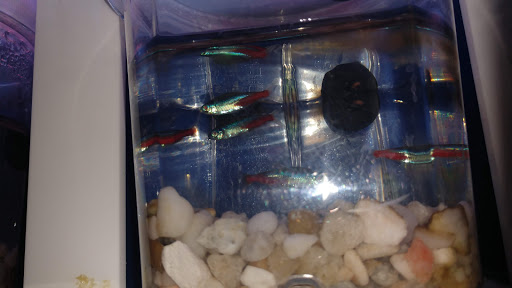 Pet Store «Petland Las Vegas», reviews and photos, 8800 W Charleston Blvd #3, Las Vegas, NV 89145, USA