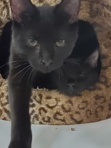 Pet Supply Store «Pet Supermarket», reviews and photos, 265 Tom Hill Sr Blvd, Macon, GA 31210, USA