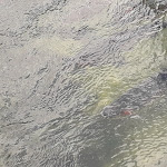 Photo n° 4 de l'avis de Lochard.r fait le 13/07/2023 à 22:12 pour Truite de Banka à Banca