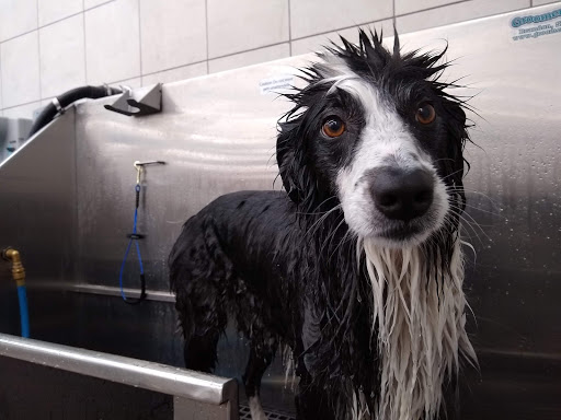 Pet Supply Store «Pet Supplies Plus», reviews and photos, 17205 S Golden Rd, Golden, CO 80401, USA