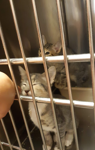 Pet Supply Store «PetSmart», reviews and photos, 5285 Wadsworth Bypass, Arvada, CO 80002, USA