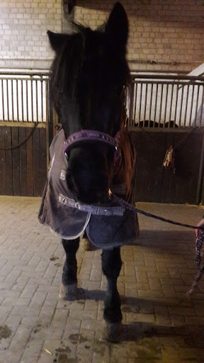 Dorothea Sandhowe unter Ascheberg, 