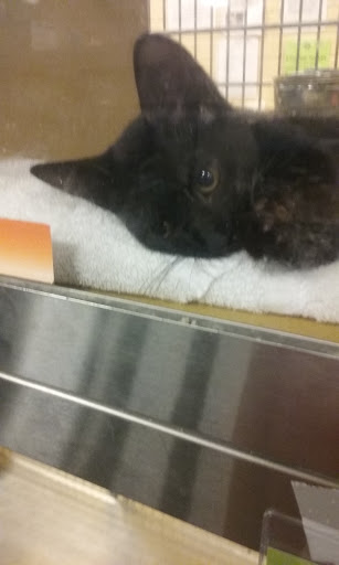 Pet Supply Store «PetSmart», reviews and photos, 2920 Little Rd, Trinity, FL 34655, USA