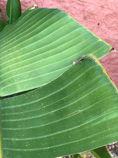 Thrift Store «SPCA Thrift Shop», reviews and photos, 4220 S Washington Ave, Titusville, FL 32780, USA