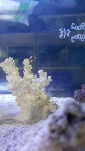 Tropical Fish Store «Marine Solutions», reviews and photos, 20 Triad S Dr, St Charles, MO 63304, USA