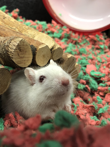 Pet Supply Store «PetSmart», reviews and photos, 450 Fairview Ave, Hudson, NY 12534, USA