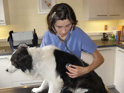 Beoordelingen van Veterinary Practice Dr Carine Bowland in Geldenaken - Dierenarts