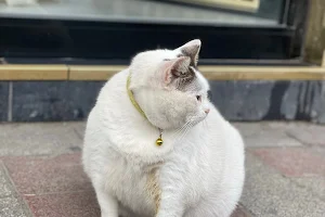 Fat white cat image
