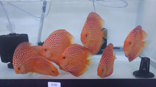 Pet Supply Store «Monster Aquarium Inc.», reviews and photos, 131-08 40 Rd, Flushing, NY 11354, USA