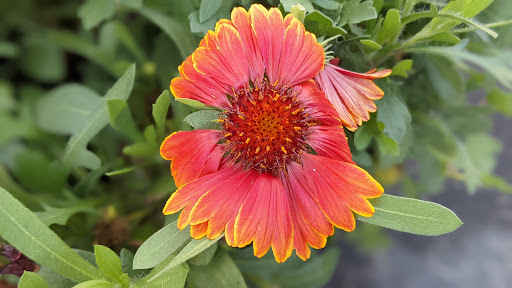 Produce Market «Nelson Family Farms», reviews and photos, 875 W Midway Rd, Fort Pierce, FL 34982, USA