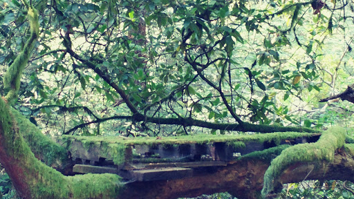 Park «Marquam Nature Park», reviews and photos, SW Marquam St, Portland, OR 97201, USA