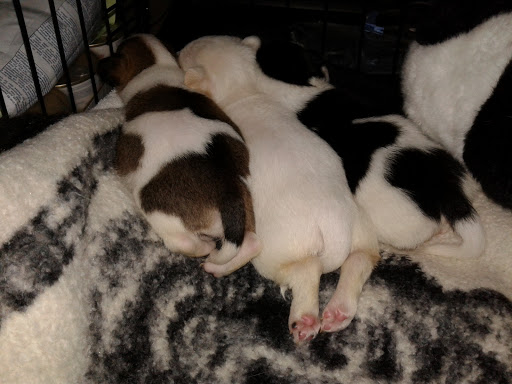 Pet Supply Store «Pet Food Express», reviews and photos, 3610 Mt Diablo Blvd, Lafayette, CA 94549, USA