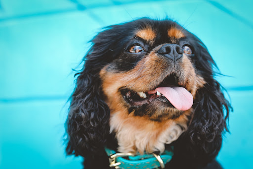 Papaya Veterinary Care - Carmel Valley