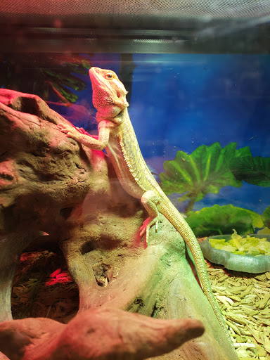 Pet Store «The Enclosure», reviews and photos, 1820 Golden Mile Hwy, Pittsburgh, PA 15239, USA