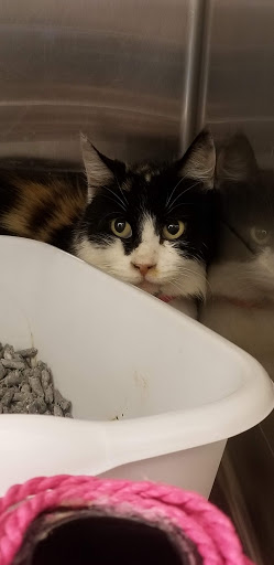 Pet Supply Store «PetSmart», reviews and photos, 11945 Central Ave, Chino, CA 91710, USA