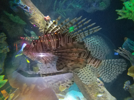 Tropical Fish Store «Concord Aquarium», reviews and photos, 1776 Arnold Industrial Way, Concord, CA 94520, USA