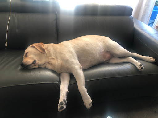 Pet Supply Store «PetSmart», reviews and photos, 33963 Doheny Park Rd, San Juan Capistrano, CA 92675, USA