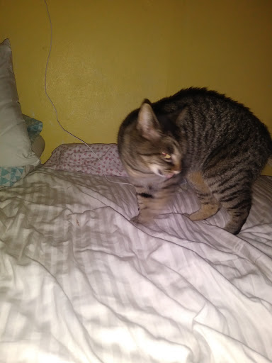 Pet Supply Store «Pet Pros Vancouver», reviews and photos, 13215 SE Mill Plain Blvd, Vancouver, WA 98684, USA