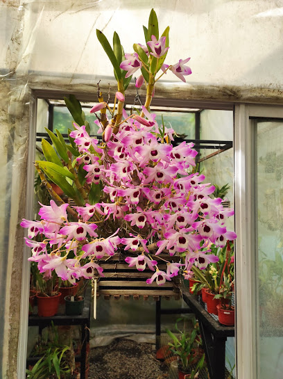 Orquídeas Salónica
