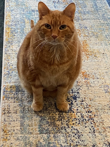 MacKenzie Pointe Animal Hospital image