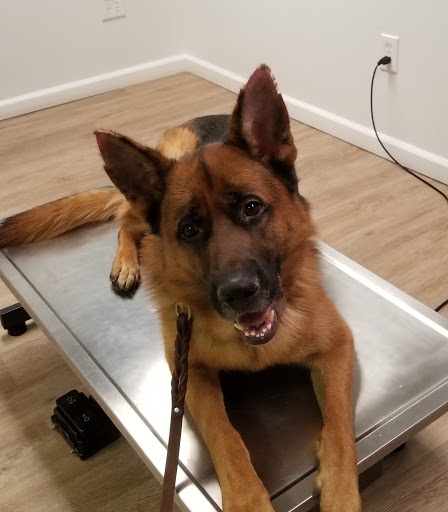 All Paws Dermatology & Allergy image