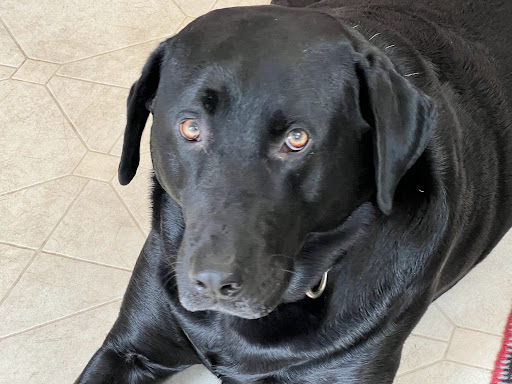 Fabric Store «Trains Fabrics Etc», reviews and photos, 1315 S 23rd St, Tacoma, WA 98405, USA