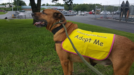 Home Improvement Store «Tractor Supply Co.», reviews and photos, 1212 N Queen St, Martinsburg, WV 25404, USA