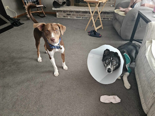 Jimbabwe Acres image