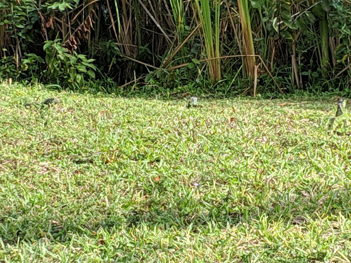 Park «Easterlin Park», reviews and photos, 1000 NW 38th St, Oakland Park, FL 33309, USA