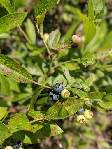 Country Club «Barrington Golf Club», reviews and photos, 350 N Aurora Rd, Aurora, OH 44202, USA