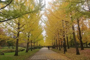 Ginkgo Trees image