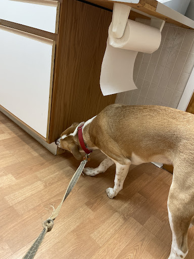 Tysons Corner Animal Hospital image