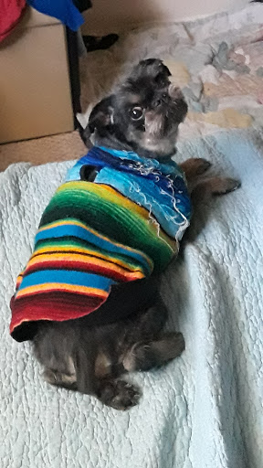 Pet Supply Store «PetSmart», reviews and photos, 1819 NE Pine Island Rd, Cape Coral, FL 33909, USA