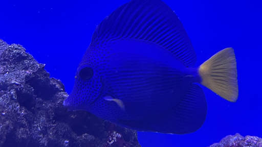 Tropical Fish Store «Tropical Pet Oasis», reviews and photos, 10218 Progress Ln, Parker, CO 80134, USA