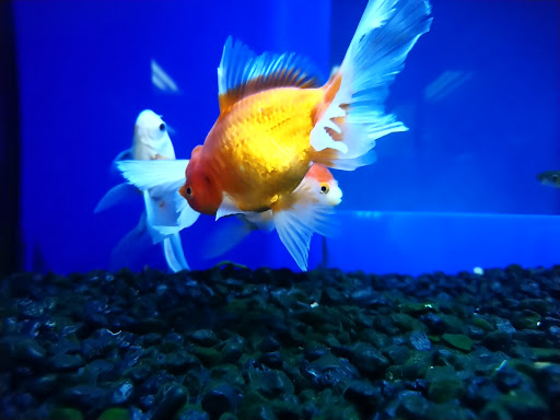 Pet Supply Store «Choice Pet - Danbury», reviews and photos, 67 Newtown Rd, Danbury, CT 06810, USA