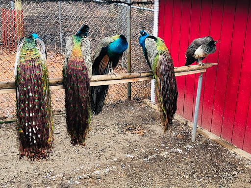 Wildlife Park «Wildlife & Ecology Center», reviews and photos, 249 Buckley Rd, Holtsville, NY 11742, USA